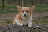 CORGI PEMBROKE 1448